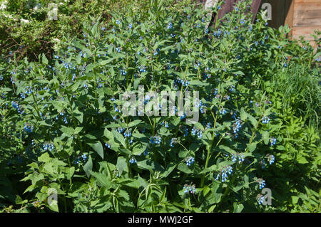 Symphytum caucasicum plante dans un grand groupe Banque D'Images