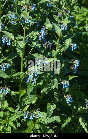 Symphytum caucasicum plante dans un grand groupe Banque D'Images