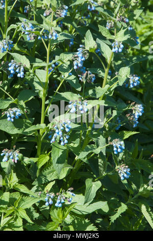 Symphytum caucasicum plante dans un grand groupe Banque D'Images