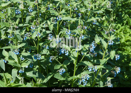 Symphytum caucasicum plante dans un grand groupe Banque D'Images