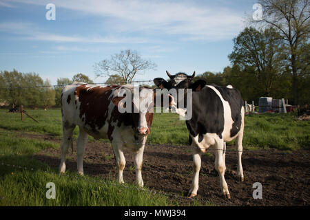 Les vaches sur champ sur une fin de journée ensoleillée Banque D'Images