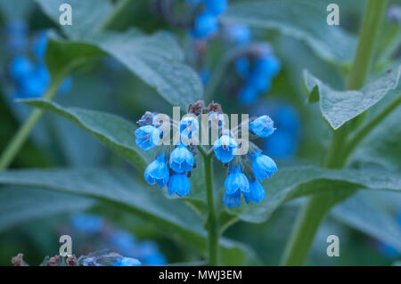Symphytum caucasicum fleurs close up shot orientation locale Banque D'Images