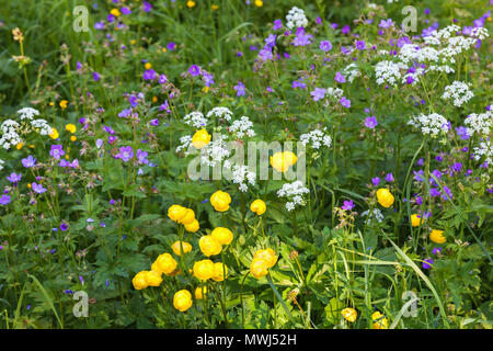 Blomming globe fleurs et bois géranium sanguin et beaucoup d'autres fleurs dans un pré Banque D'Images