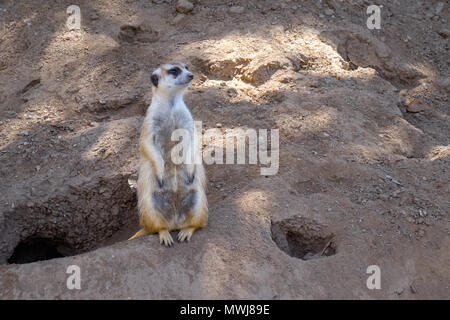 Suricata debout sur un garde Banque D'Images