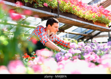 Œuvres jardinier dans une serre d'un magasin de fleur Banque D'Images