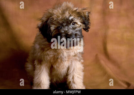 Whoodle Puppy Portrait Banque D'Images