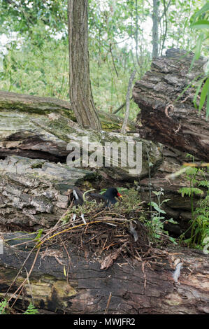 La Gallinule poule-d'adultes, d'eau (Gallinula chloropus), également connu sous le nom de talève sultane Gallinule poule-d'eau, de l'incubation des œufs, dans un nid au sol, Regents Park, Londres, Royaume-Uni Banque D'Images