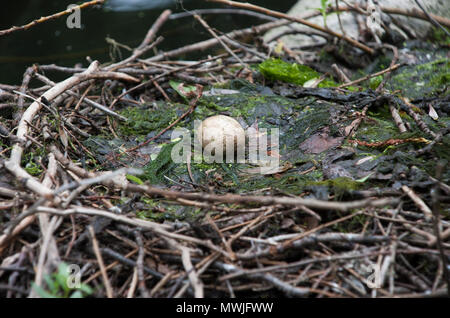 Œuf de grèbe huppé au nid,(Podiceps cristatus), les réservoirs de Walthamstow, London, Royaume-Uni Banque D'Images