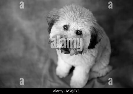 Whoodle Puppy Portrait Banque D'Images