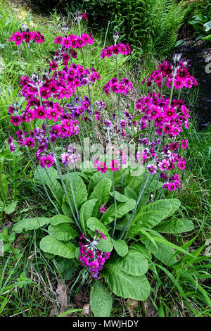 Candelabra Primrose Primula pulverulenta premrose grappe Banque D'Images