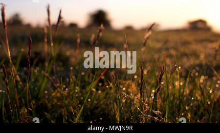 Lever de soleil sur Bodmin Moor, Cornwall au printemps Banque D'Images