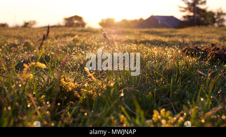 Lever de soleil sur Bodmin Moor, Cornwall au printemps Banque D'Images