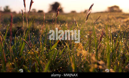 Lever de soleil sur Bodmin Moor, Cornwall au printemps Banque D'Images