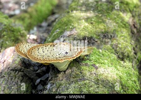 La dryade selle, également appelé pheasant's back, champignon Polyporus squamosus. Un champignon sauvage de la Finlande Banque D'Images