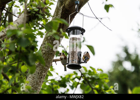 Deux chardonneret (Carduelis carduelis) sur un jardin mangeoire pour oiseaux Banque D'Images