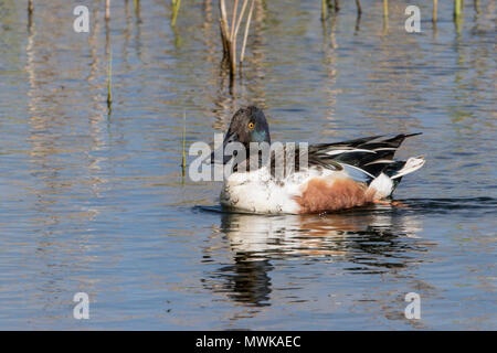 Le canard souchet mâle adulte clypeata spatule tout en nageant sur l'eau potable, Norfolk, England, UK Banque D'Images