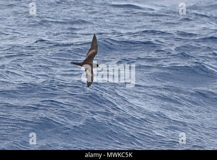 Le Pétrel de Bulwer Bulweria bulwerii (adultes) en vol à basse altitude au-dessus du Cap Vert de la mer, océan Atlantique peut Banque D'Images