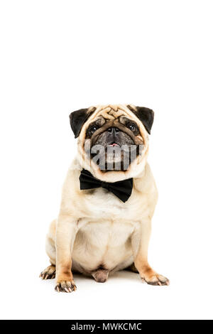 Studio shot of funny pug dog en noeud papillon, isolated on white Banque D'Images
