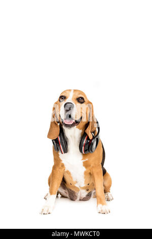 Funny chien beagle assis avec un casque, isolated on white Banque D'Images