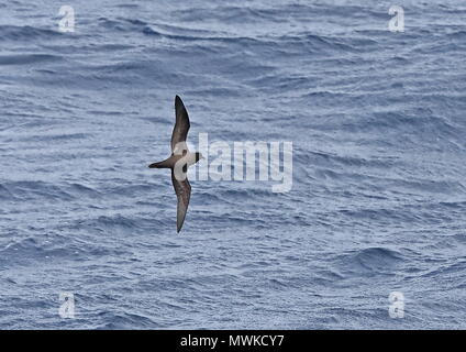 Le Pétrel de Bulwer Bulweria bulwerii (adultes) en vol à basse altitude au-dessus de la mer, montrant le dessous du Cap-Vert, de l'Océan Atlantique peut Banque D'Images