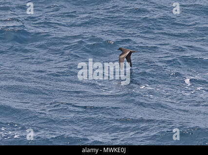 Le Pétrel de Bulwer Bulweria bulwerii (adultes) en vol à basse altitude au-dessus du Cap Vert de la mer, océan Atlantique peut Banque D'Images