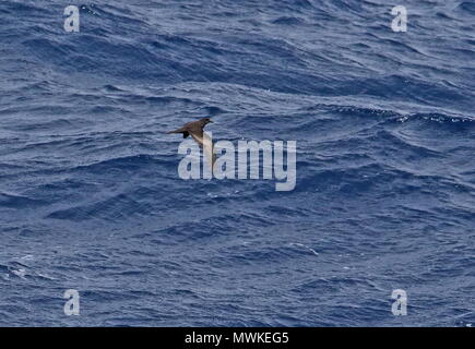 Le Pétrel de Bulwer Bulweria bulwerii (adultes) en vol à basse altitude au-dessus du Cap Vert de la mer, océan Atlantique peut Banque D'Images