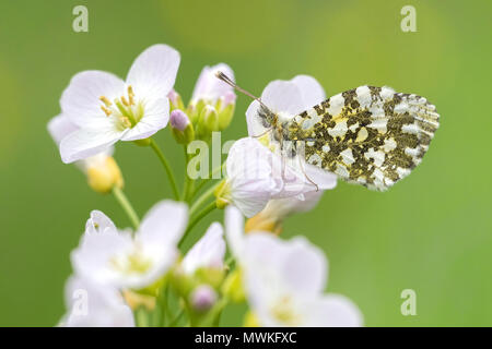 Femme papillon Orange Tip (Anthocharis cardamines) perché sur cardamine des prés (Cardamine pratensis). Tipperary, Irlande Banque D'Images