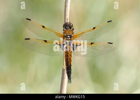 Quatre Spotted Chaser Dragonfly (Libellula quadrimaculata) perché sur la tige des plantes dans l'habitat de tourbière. Tipperary, Irlande Banque D'Images