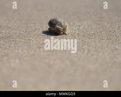 L'ermite se cachant dans un shell sur la plage à Crescent Beach Oregon photographié avec une faible profondeur de champ Banque D'Images