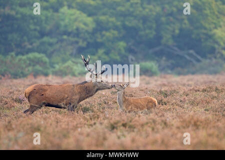 Red Deer Cervus elaphus cerf saluant un veau sur Ober Heath, parc national New Forest, Hampshire, Angleterre, Royaume-Uni, Octobre 2004 Banque D'Images