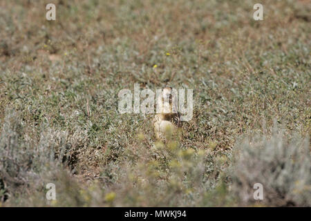 Utah chien de prairie Cynomys parvidens l'alimentation, de l'Utah, USA, Septembre 2005 Banque D'Images