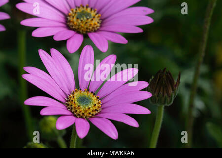 Osteospermum violet pâle à RHS Garden, Harlow Carr, Harrogate, North Yorkshire, Angleterre, ROYAUME-UNI. Banque D'Images