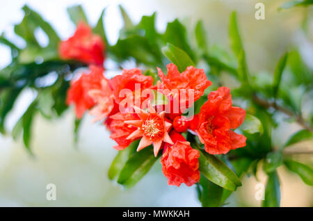 Fleurs de grenade. Branche avec des fleurs et des feuilles Banque D'Images