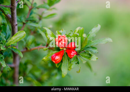 Fleurs de grenade. Branche avec des fleurs et des feuilles Banque D'Images