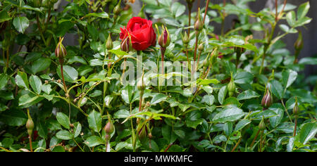 Une rose rouge parmi les bourgeons sur un rosier dans un jardin anglais sur une journée ensoleillée. Banque D'Images