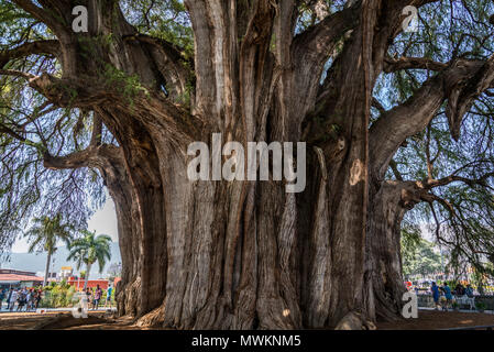 Arbre de Tule, situé dans l'enceinte de l'église dans le centre-ville de Santa María del Tule. C'est un cyprès de Montezuma (Taxodium mucronatum), ou ahuehuete. Banque D'Images