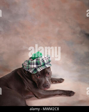 Ciel bleu dog wearing hat Banque D'Images