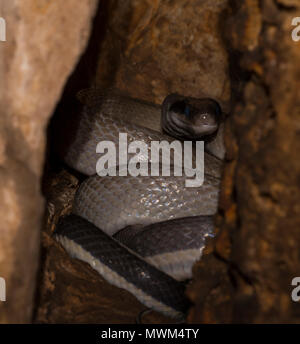 Ridley's Racer ou Cave Racer (Othriophis taeniurus ridleyi) dans une caverne à Khao Sok Thaïlande Banque D'Images