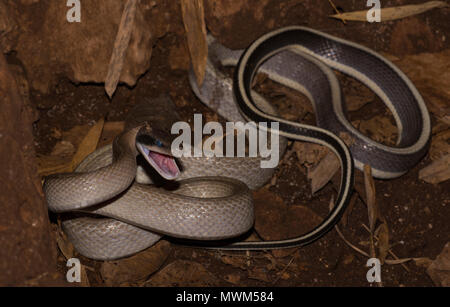 Ridley's Racer ou Cave Racer (Othriophis taeniurus ridleyi) dans une caverne à Khao Sok Thaïlande Banque D'Images