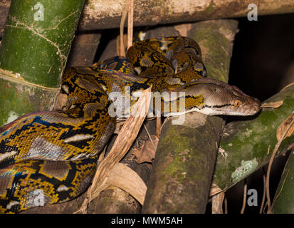 Python réticulé (Python reticulatus) dans la forêt tropicale du Parc national de Khao Sok Thaïlande. Banque D'Images