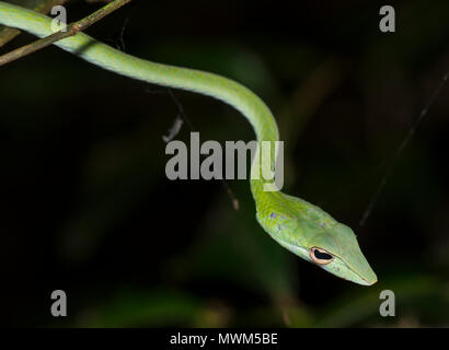 Whip Oriental ou serpent serpent de vigne (Ahaetulla prasina) dans un arbre dans la forêt tropicale de la Thaïlande. Banque D'Images