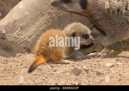 Meerkat Zoo de Newquay à bébé Banque D'Images