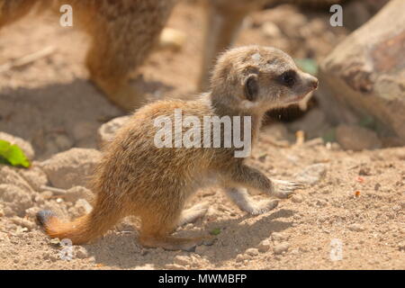 Meerkat Zoo de Newquay à bébé Banque D'Images