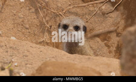 Meerkat Zoo de Newquay à bébé Banque D'Images