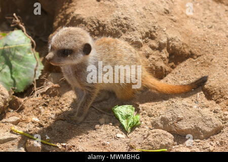 Meerkat Zoo de Newquay à bébé Banque D'Images