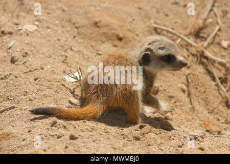 Meerkat Zoo de Newquay à bébé Banque D'Images