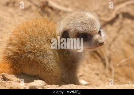 Meerkat Zoo de Newquay à bébé Banque D'Images