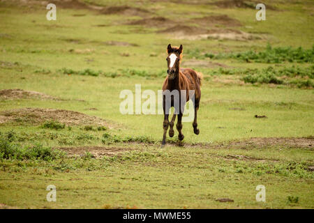 Cheval sauvage (Equus ferus) ou (Equus ferus caballus), Parc National Theodore Roosevelt (Unité Sud), Dakota du Nord, USA Banque D'Images