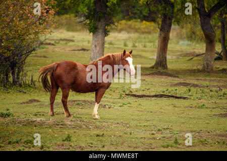 Cheval sauvage (Equus ferus) ou (Equus ferus caballus), Parc National Theodore Roosevelt (Unité Sud), Dakota du Nord, USA Banque D'Images