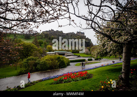 Promeneurs sur Prince Street Gardens avec Cherry blossons frais généraux pendant un jour pluvieux de printemps. Edimbourg, Ecosse Banque D'Images